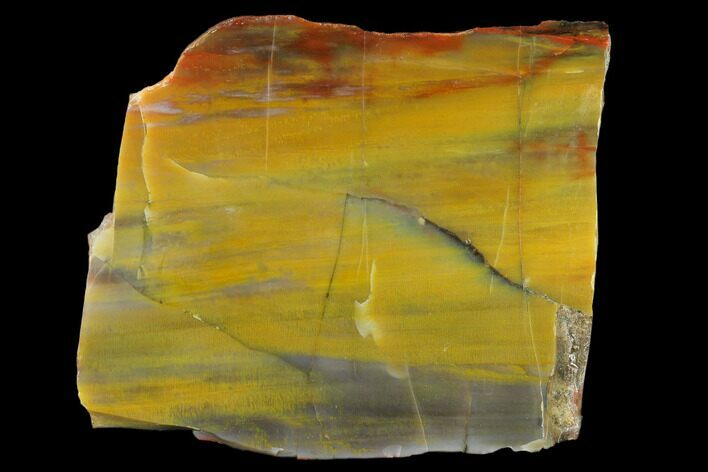 Colorful Petrified Wood (Araucarioxylon) Slab - Arizona #132235